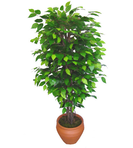 Ficus Benjamin 1,50 cm   Adana anneler gn iek yolla 