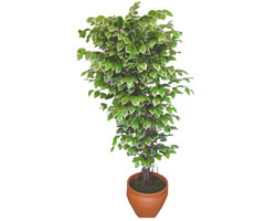 Ficus zel Starlight 1,75 cm   Adana cicek , cicekci 