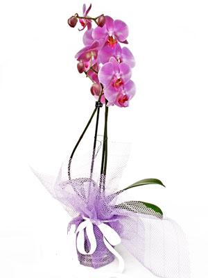  Adana anneler gn iek yolla  Kaliteli ithal saksida orkide