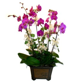  Adana cicek , cicekci  4 adet orkide iegi