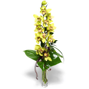  Adana ieki nternetten iek siparii  cam vazo ierisinde tek dal canli orkide