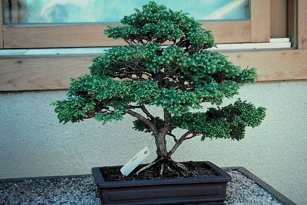 ithal bonsai saksi iegi  Adana 14 ubat sevgililer gn iek 