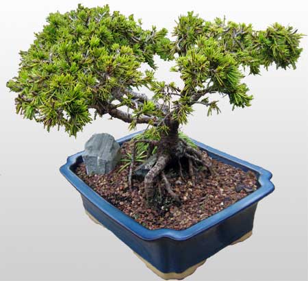 ithal bonsai saksi iegi  Adana ieki maazas 