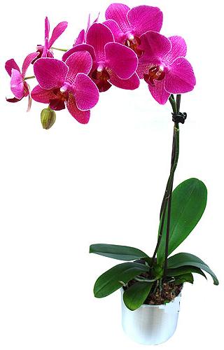  Adana ieki maazas  saksi orkide iegi