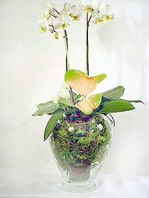  Adana ucuz ieki iek sat  Cam yada mika vazoda zel orkideler