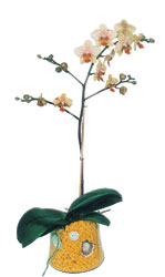  Adana online iek gnderme sipari  Phalaenopsis Orkide ithal kalite