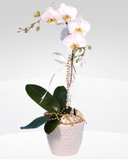 1 dall orkide saks iei  Adana online ieki , iek siparii 