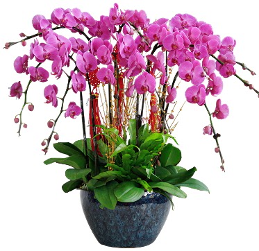 9 dall mor orkide  Adana 14 ubat sevgililer gn iek 