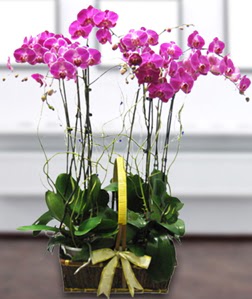 4 dall mor orkide  Adana gvenli kaliteli hzl iek 