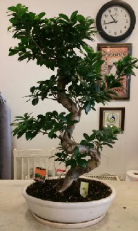 100 cm yksekliinde dev bonsai japon aac  Adana ieki nternetten iek siparii 