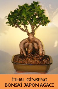 thal japon aac ginseng bonsai sat  Adana ieki nternetten iek siparii 