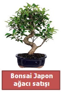 Japon aac bonsai sat  Adana iek siparii sitesi 