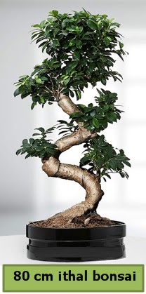 80 cm zel saksda bonsai bitkisi  Adanadaki iekiler ieki telefonlar 
