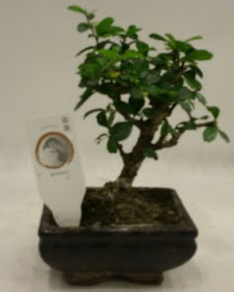 Kk minyatr bonsai japon aac  Adana iek siparii iek gnderme 