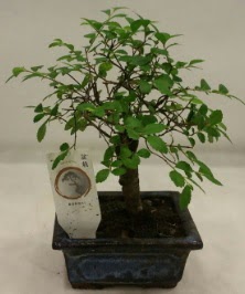 Minyatr ithal japon aac bonsai bitkisi  Adana ucuz ieki iek sat 