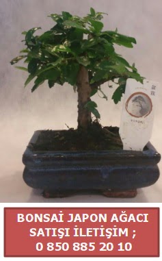 Japon aac minyar bonsai sat  Adana ucuz ieki iek sat 