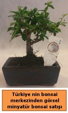 Japon aac bonsai sat ithal grsel  Adana iek sat iek yolla 