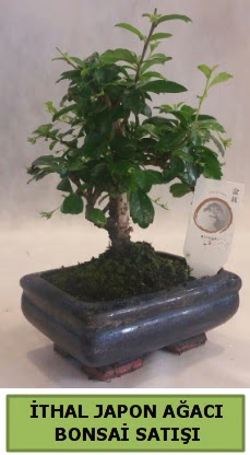thal japon aac bonsai bitkisi sat  Adanadaki iekiler ieki telefonlar 