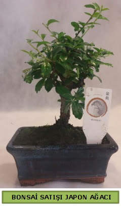 Minyatr bonsai aac sat  Adana iek siparii iek gnderme 