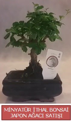 Kk grsel bonsai japon aac bitkisi  Adana iekiler iek , ieki , iekilik 