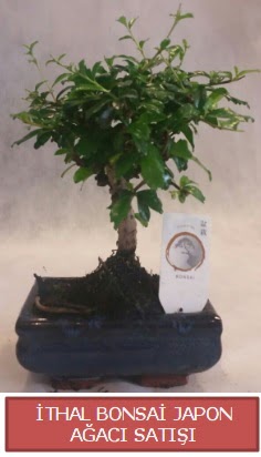 thal kk boy minyatr bonsai aa bitkisi  Adanadaki iekiler ieki telefonlar 