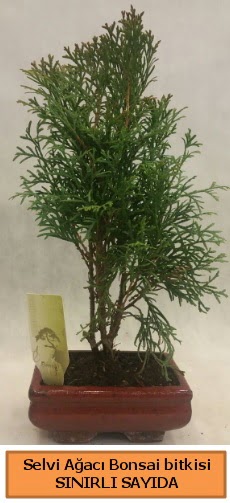 Selvi aac bonsai japon aac bitkisi  Adana ucuz ieki iek sat 