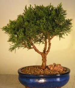 Servi am bonsai japon aac bitkisi  Adana iek sat iek yolla 