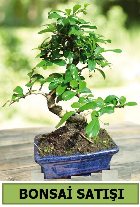 am bonsai japon aac sat  Adana ucuz ieki iek sat 