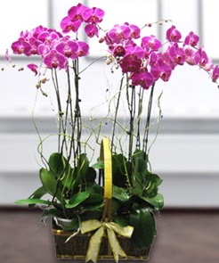 7 dall mor lila orkide  Adana iek yolla iek gnderme sitemiz gvenlidir 