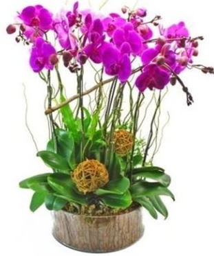 Ahap ktkte lila mor orkide 8 li  Adana internetten iek sat 