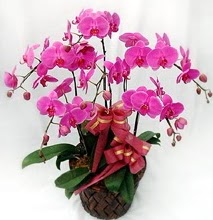 Sepet ierisinde 5 dall lila orkide  Adanaya iek ucuz iek gnder 