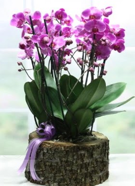 Ktk ierisinde 6 dall mor orkide  Adanaya iek ucuz iek gnder 