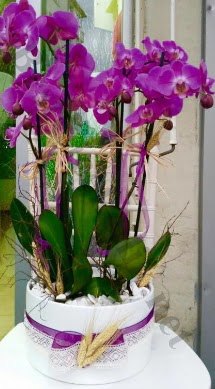 Seramik vazoda 4 dall mor lila orkide  Adana online iek gnderme sipari 