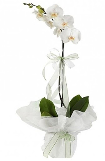 Tekli Beyaz Orkide  Adanada iekiler hediye iek yolla 