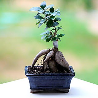 Marvellous Ficus Microcarpa ginseng bonsai  Adana iek siparii vermek 