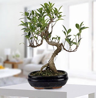 Gorgeous Ficus S shaped japon bonsai  Adana yurtii ve yurtd iek siparii 