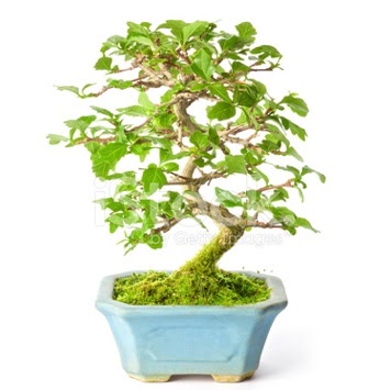 S zerkova bonsai ksa sreliine  Adana ieki nternetten iek siparii 