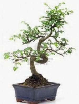 S gvde bonsai minyatr aa japon aac  Adana ucuz ieki iek sat 