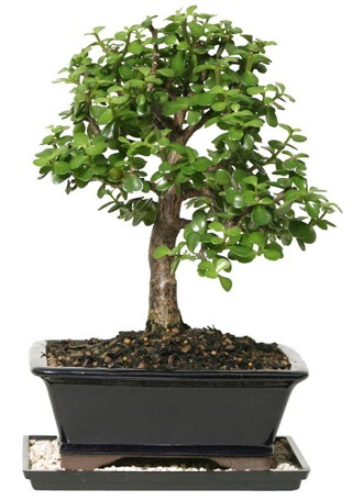 15 cm civar Zerkova bonsai bitkisi  Adana iek siparii sitesi 