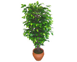 Ficus Benjamin 1,50 cm   Adana anneler gn iek yolla 