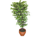 Ficus zel Starlight 1,75 cm   Adana cicek , cicekci 