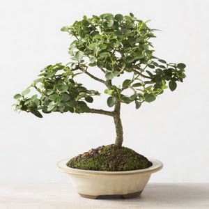 ithal bonsai saksi iegi  Adana iek online iek siparii 