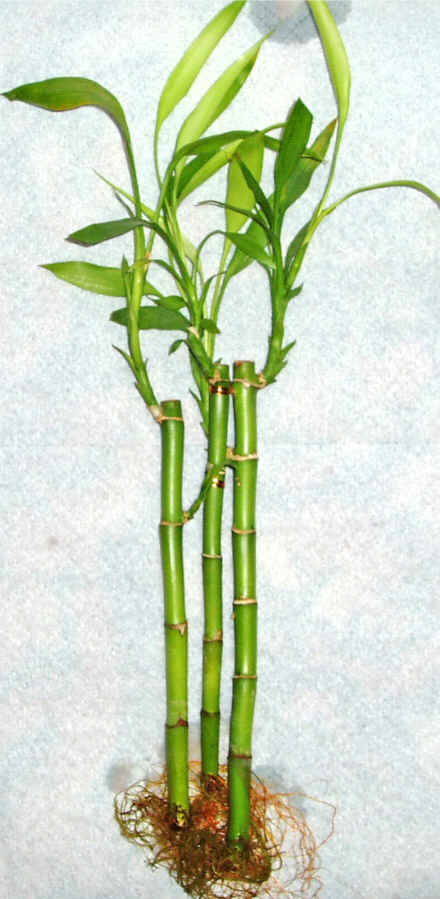 Lucky Bamboo 3 adet vazo hediye edilir   Adana cicek , cicekci 