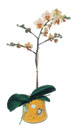  Adana online iek gnderme sipari  Phalaenopsis Orkide ithal kalite