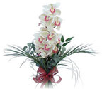  Adana iek siparii sitesi  Dal orkide ithal iyi kalite