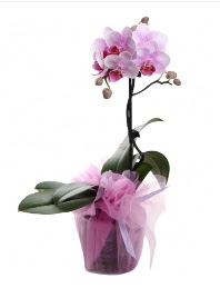 1 dal pembe orkide saks iei  Adana kaliteli taze ve ucuz iekler 