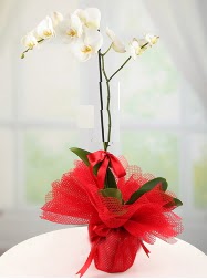 1 dal beyaz orkide saks iei  Adana yurtii ve yurtd iek siparii 