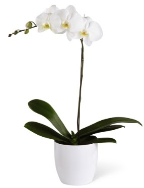 1 dall beyaz orkide  Adana 14 ubat sevgililer gn iek 