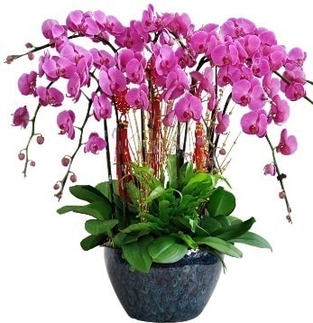 9 dall mor orkide  Adana 14 ubat sevgililer gn iek 