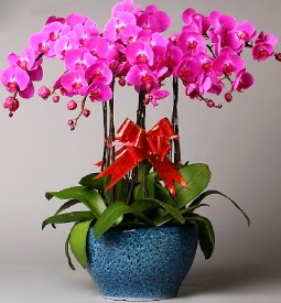 7 dall mor orkide  Adana iek online iek siparii 